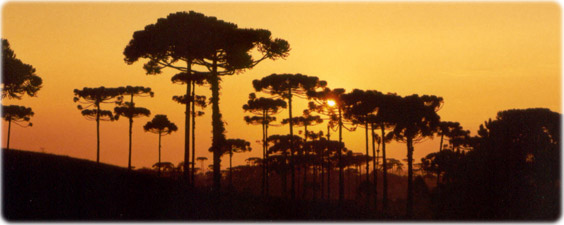 Araucárias Paraná