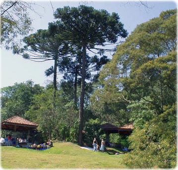Araucarias