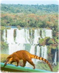 Quati - Iguau National Park